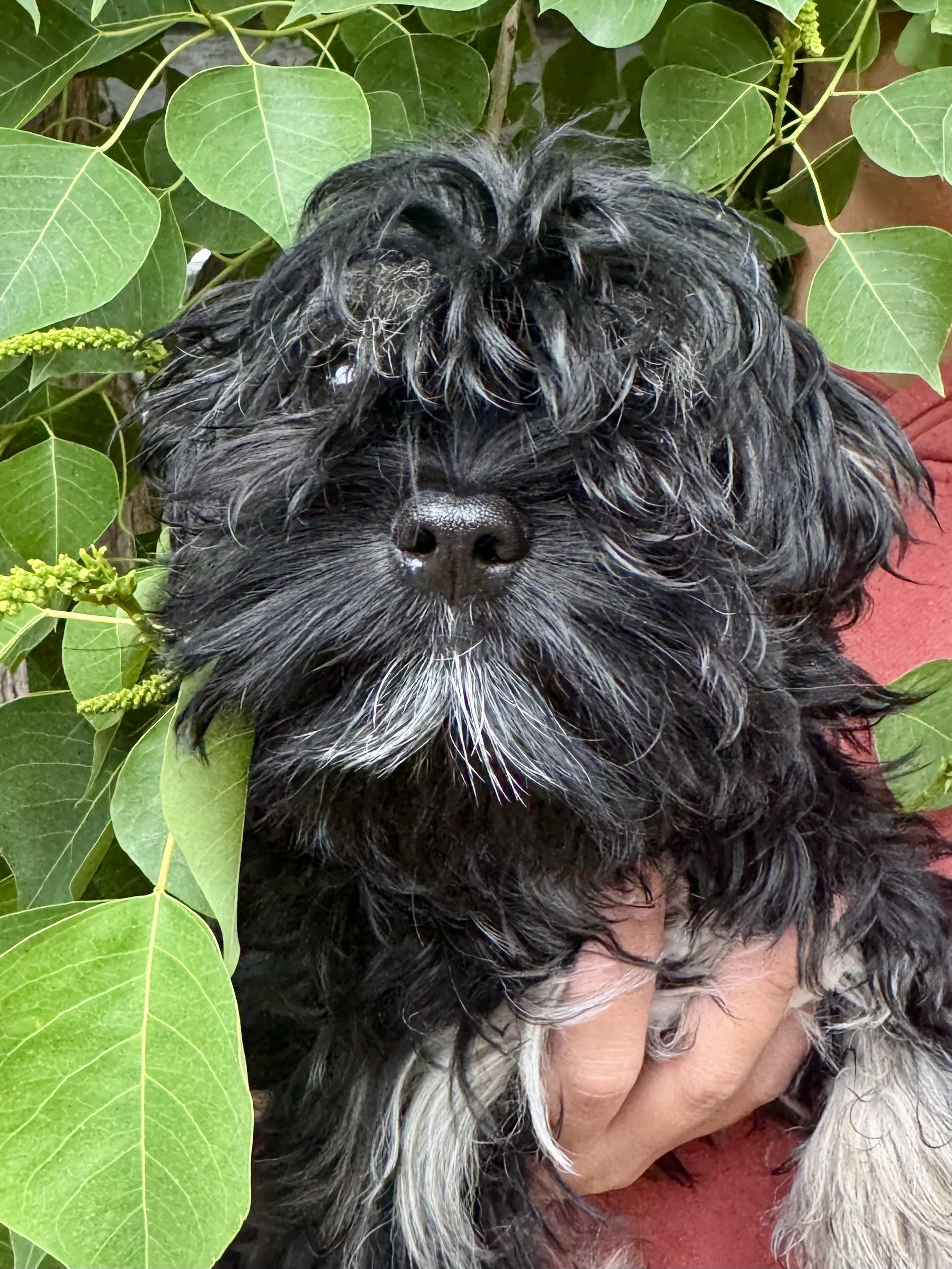 Enlarge BABY LUCAS , an adopted mixed breed in Fresno, CA image 4/4