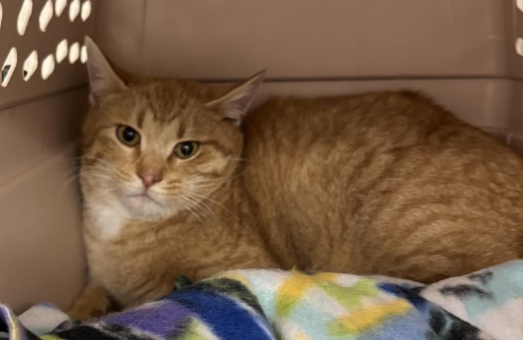 Friday, Adoptable, Young Male Domestic Short Hair.