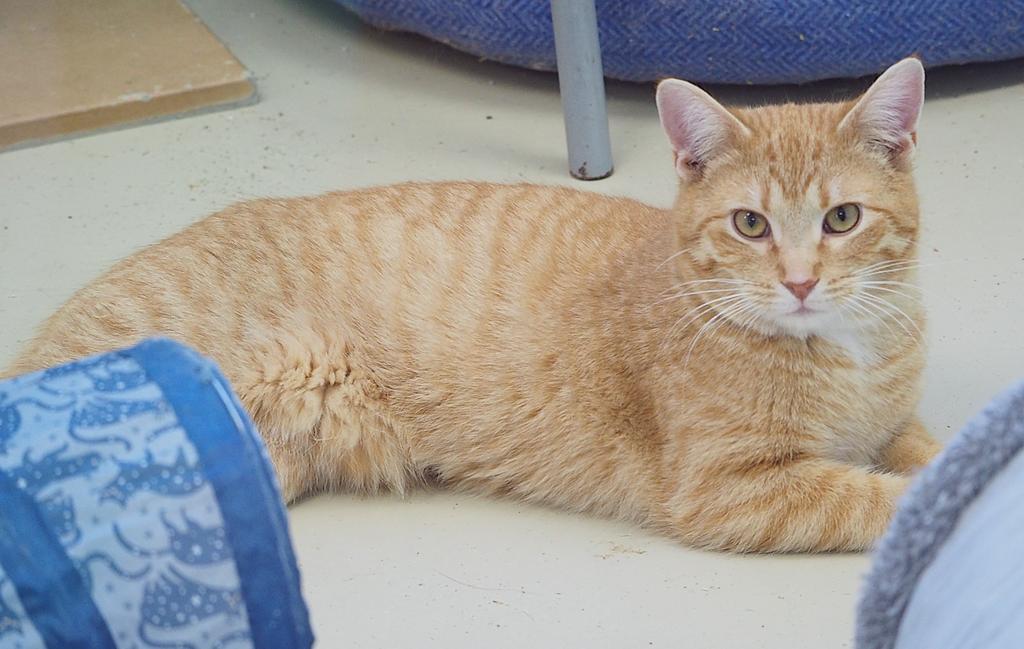 Enlarge Friday, a Adoptable mixed breed in Saint Paul, MN image 2/6