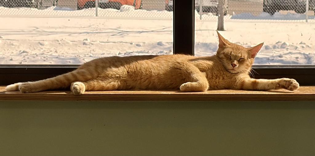 Enlarge Friday, a Adoptable mixed breed in Saint Paul, MN image 3/6