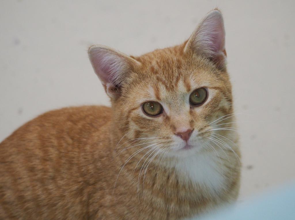 Enlarge Friday, a Adoptable mixed breed in Saint Paul, MN image 4/6