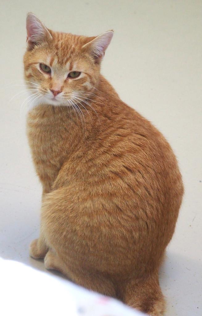 Enlarge Friday, a Adoptable mixed breed in Saint Paul, MN image 5/6