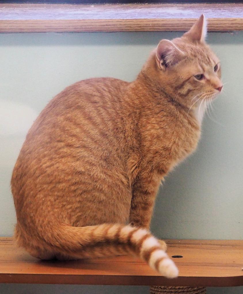 Enlarge Friday, a Adoptable mixed breed in Saint Paul, MN image 6/6
