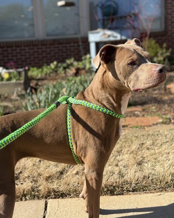 Enlarge Sadie, a Adoptable mixed breed in Canton, GA image 1/4