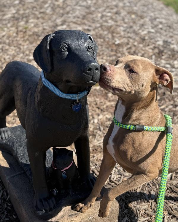 Enlarge Sadie, a Adoptable mixed breed in Canton, GA image 2/4
