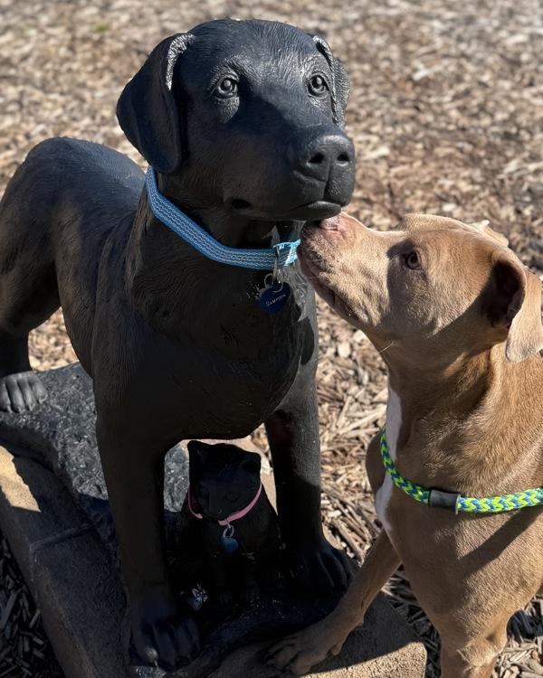 Enlarge Sadie, a Adoptable mixed breed in Canton, GA image 4/4