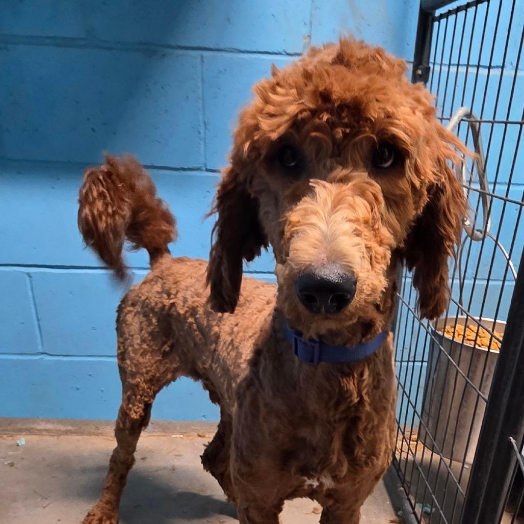 Copper, Adoptable, Young Male Poodle & Golden Retriever.
