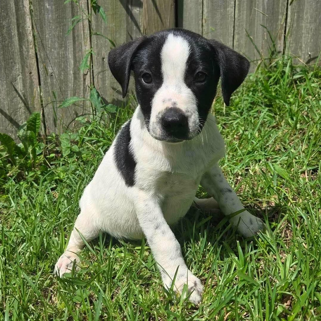 Winston, Adoptable, Puppy Male American Bully.