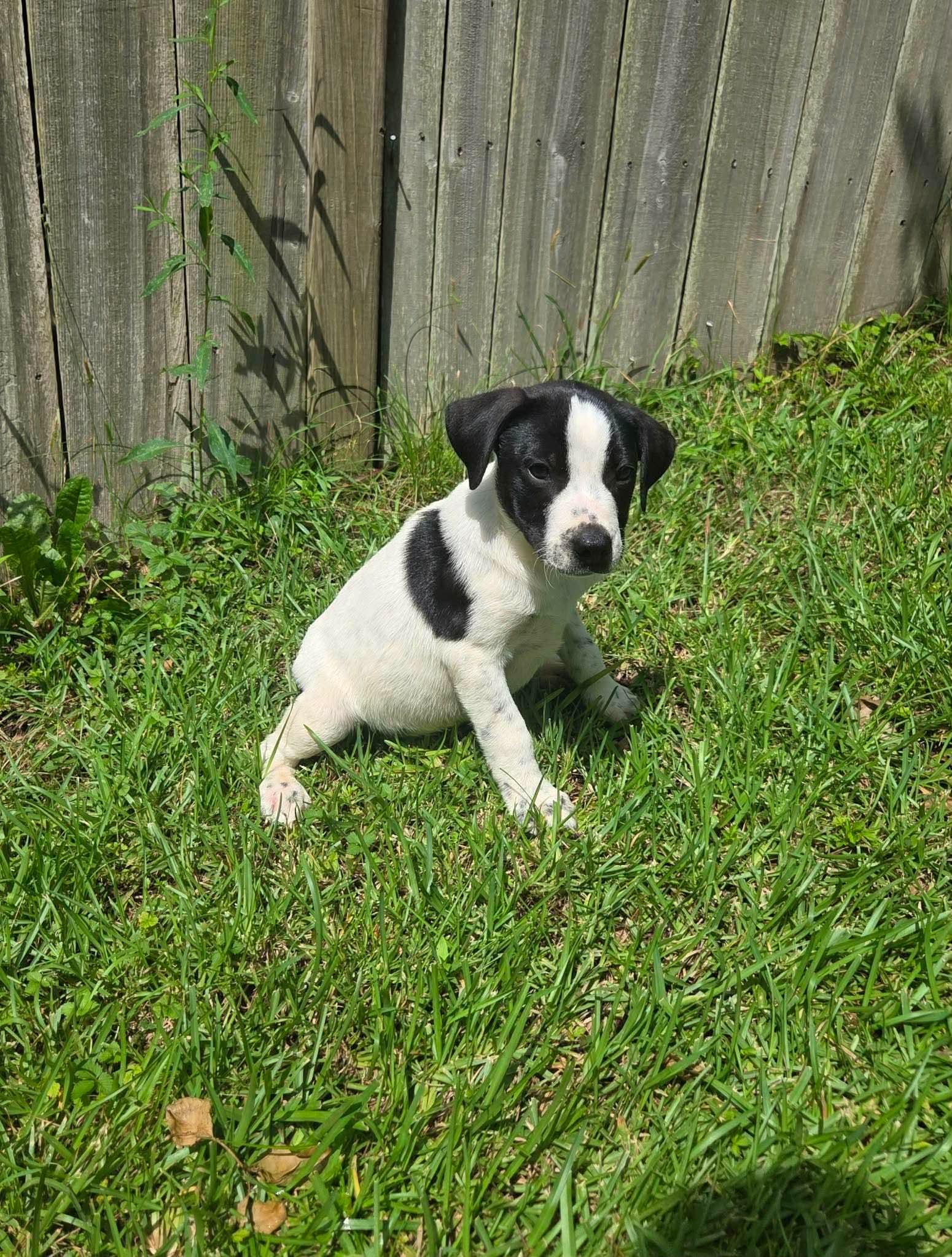 Winston, a Adoptable mixed breed in Lincoln, RI image 3/4