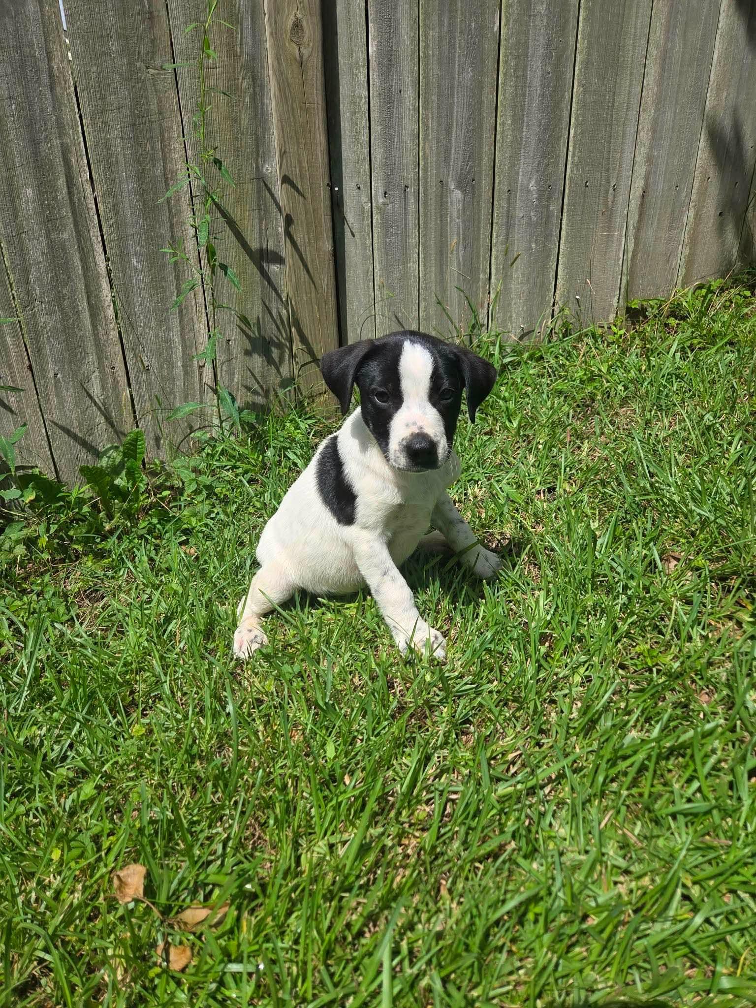 Winston, a Adoptable mixed breed in Lincoln, RI image 2/4