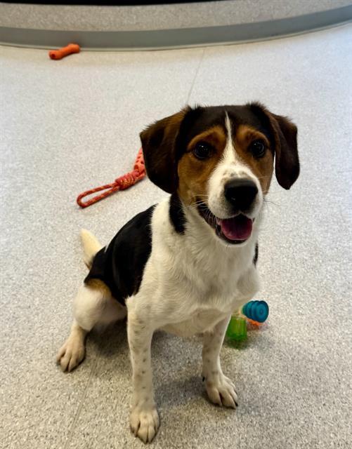 KEVIN, Adoptable, Young Male Beagle.