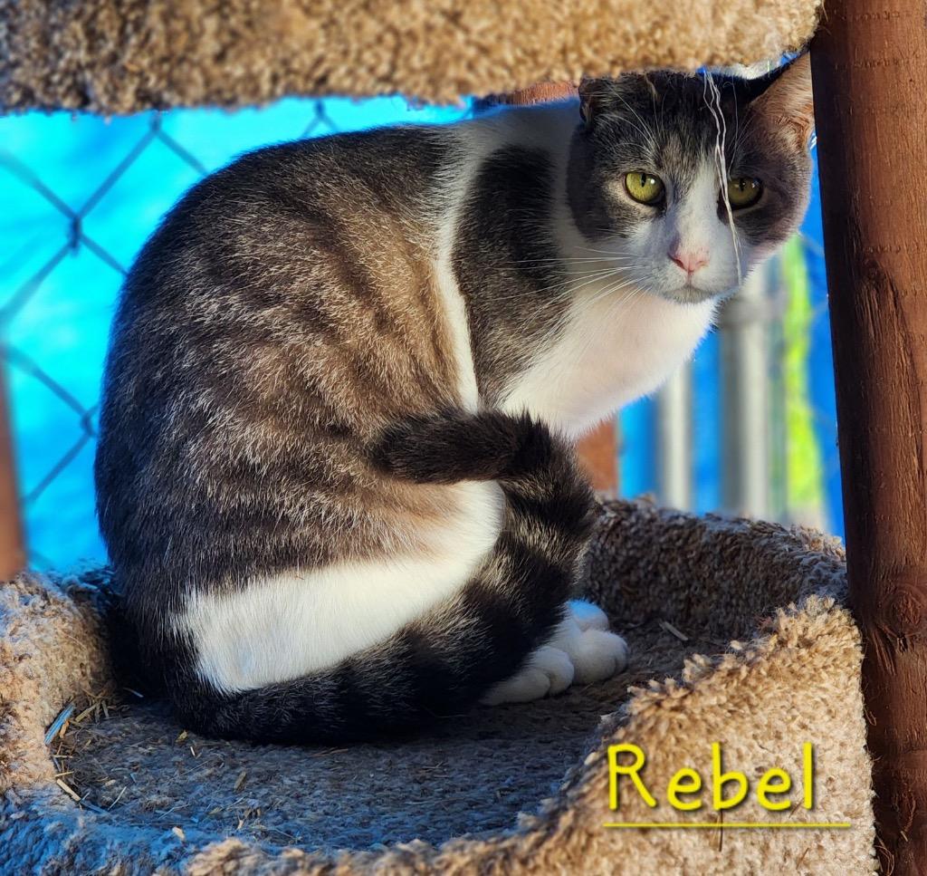 Rebel, Adoptable, Adult Female Domestic Short Hair.