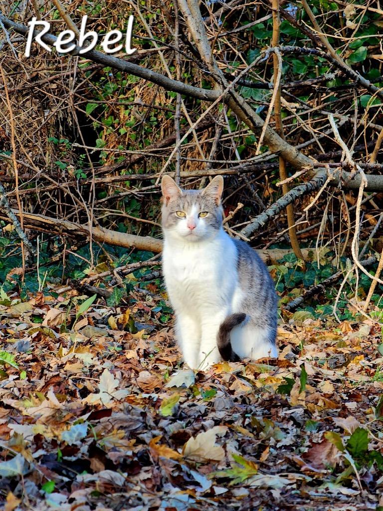Rebel, Adoptable, Adult Female Domestic Short Hair.