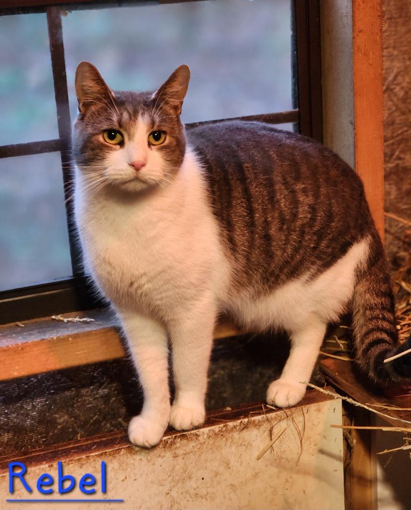 Enlarge Rebel, a Adoptable mixed breed in Cambridge, MD image 4/5