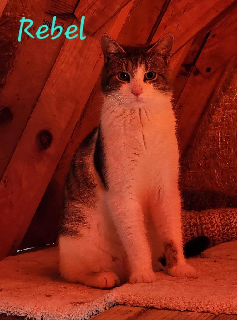 Rebel, Adoptable, Adult Female Domestic Short Hair.