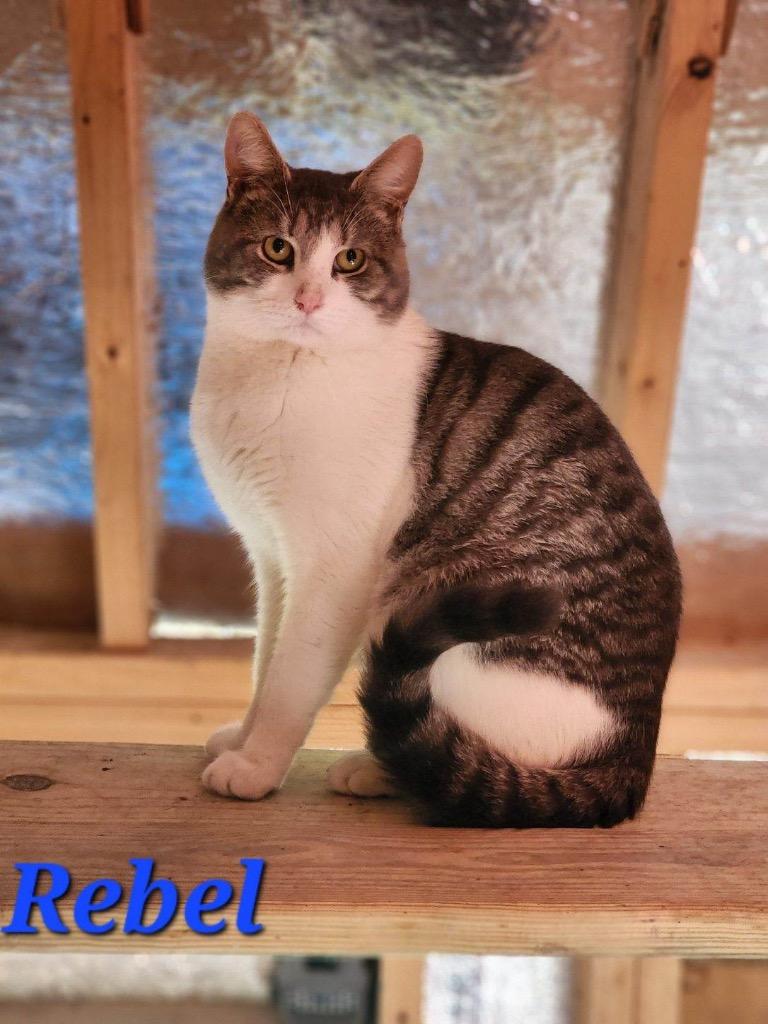 Enlarge Rebel, a Adoptable mixed breed in Cambridge, MD image 5/5