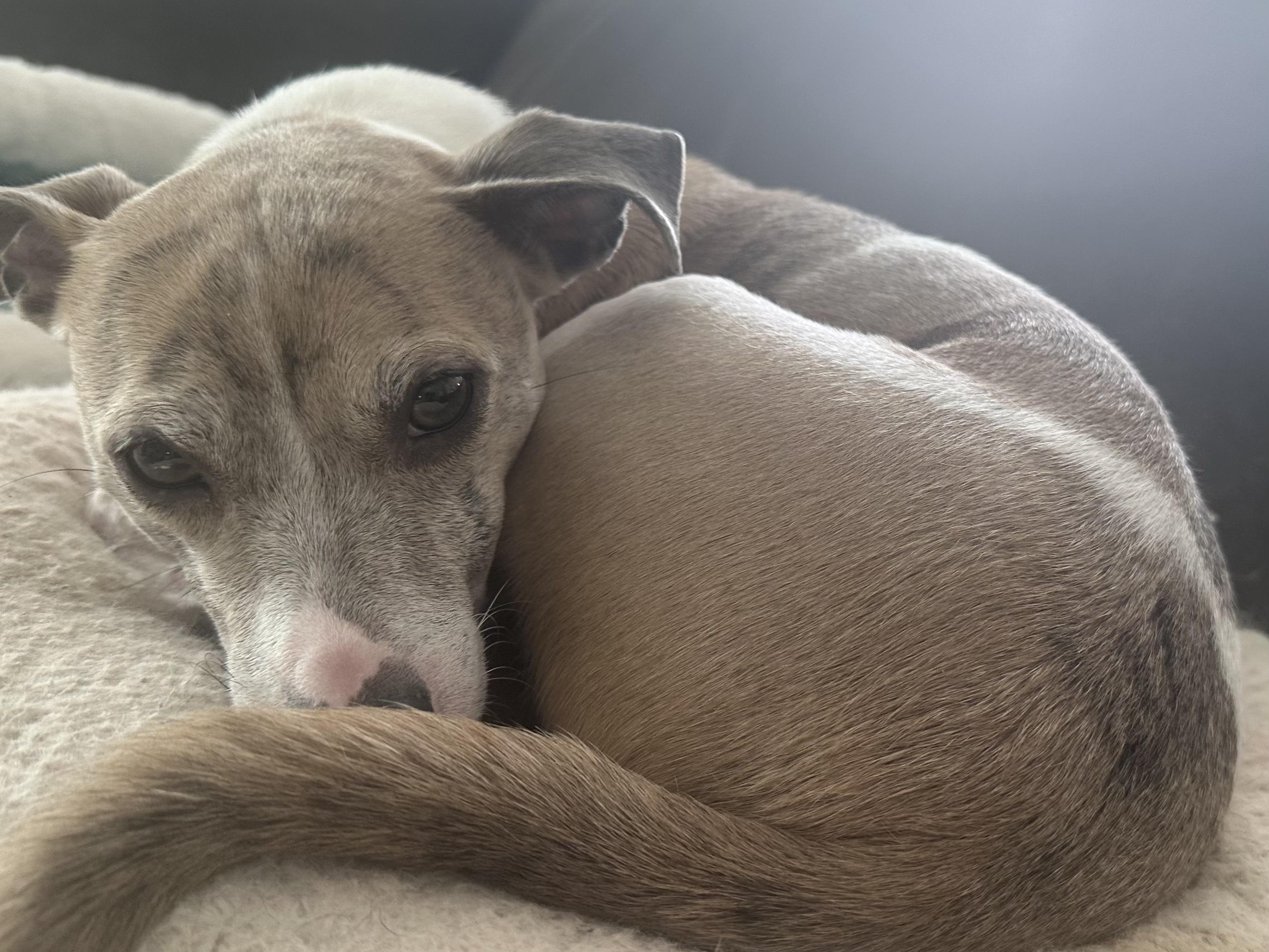 Milo, ADOPTABLE, Adult Male Italian Greyhound.