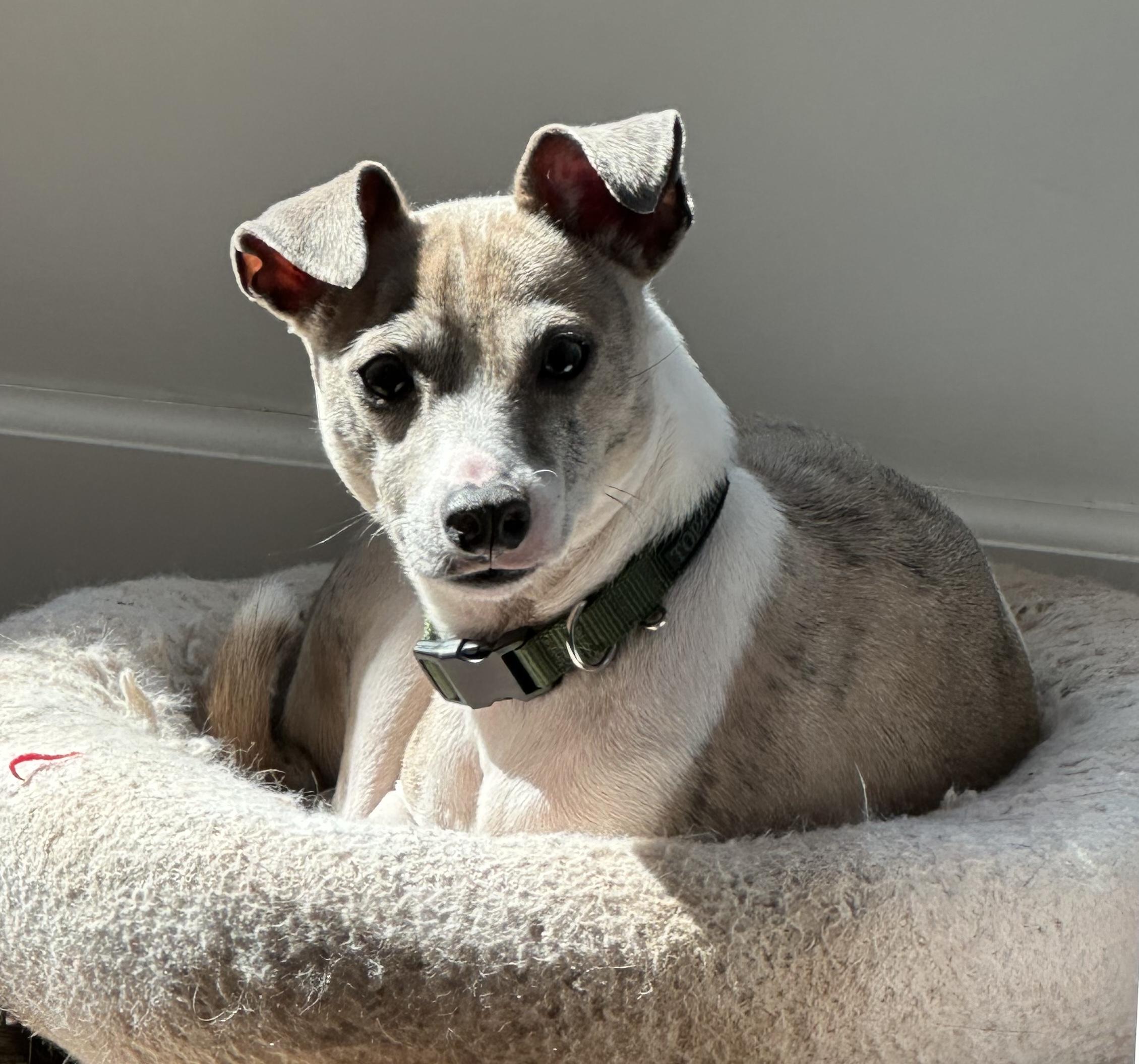 Milo, a ADOPTABLE mixed breed in Aurora, IL image 2/4