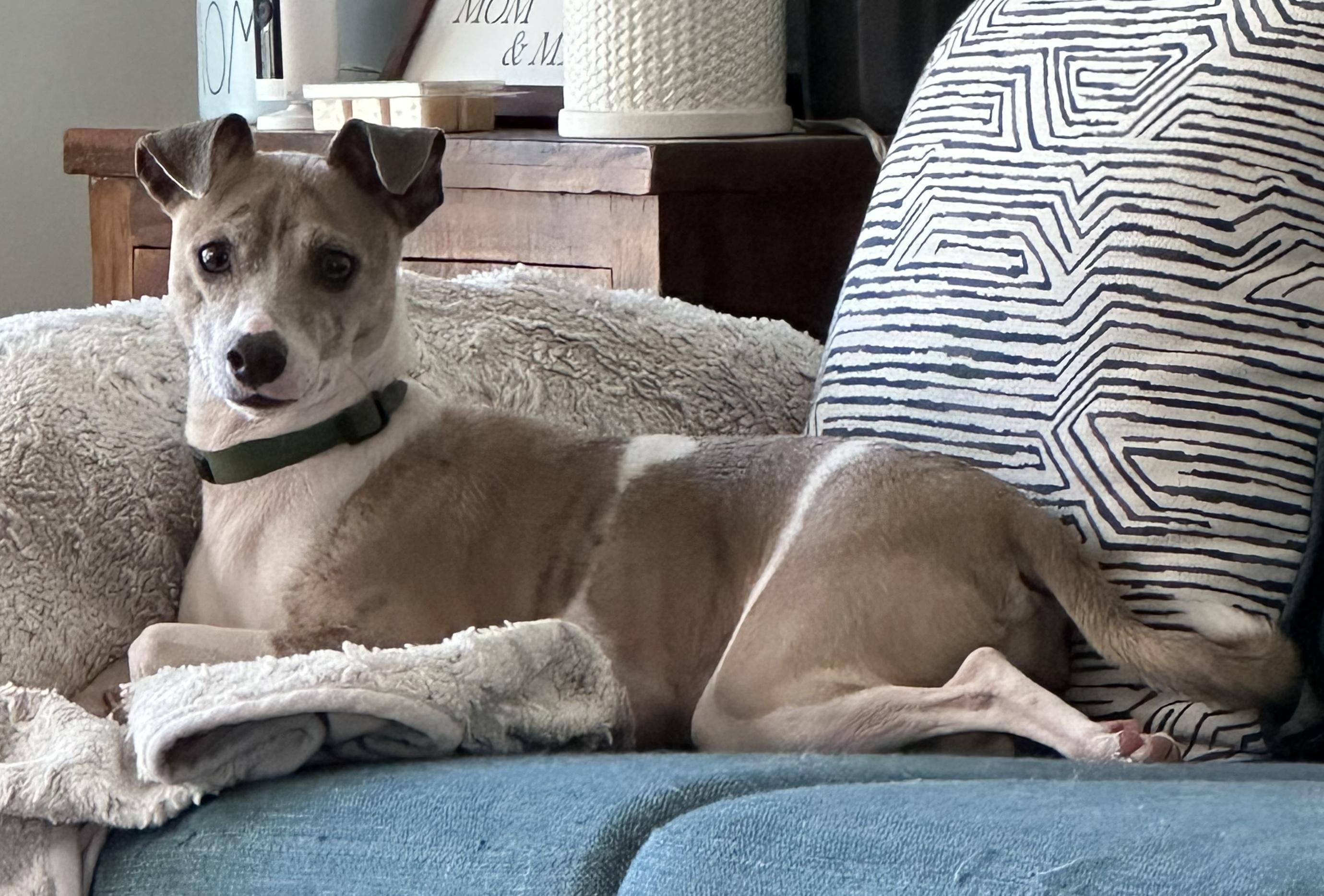 Milo, a ADOPTABLE mixed breed in Aurora, IL image 3/4