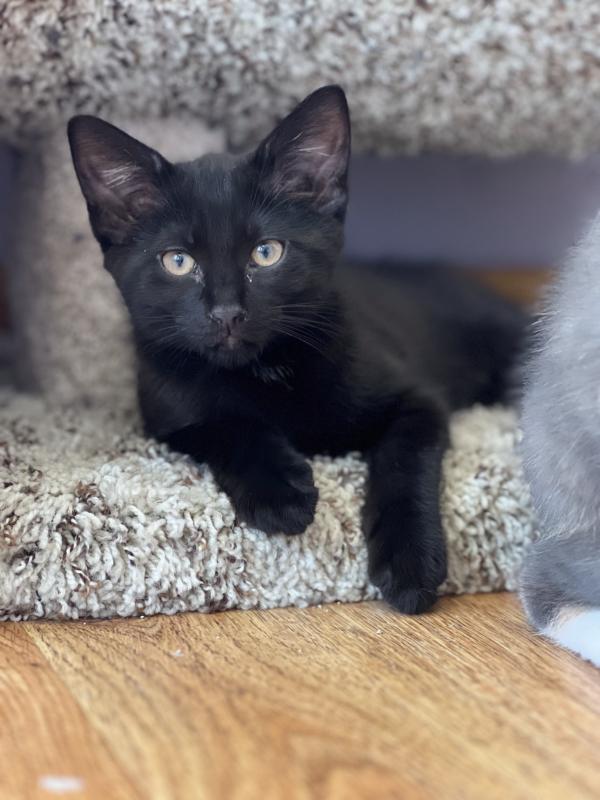 PEPPER, ADOPTABLE, Kitten Male Domestic Short Hair & Siamese.
