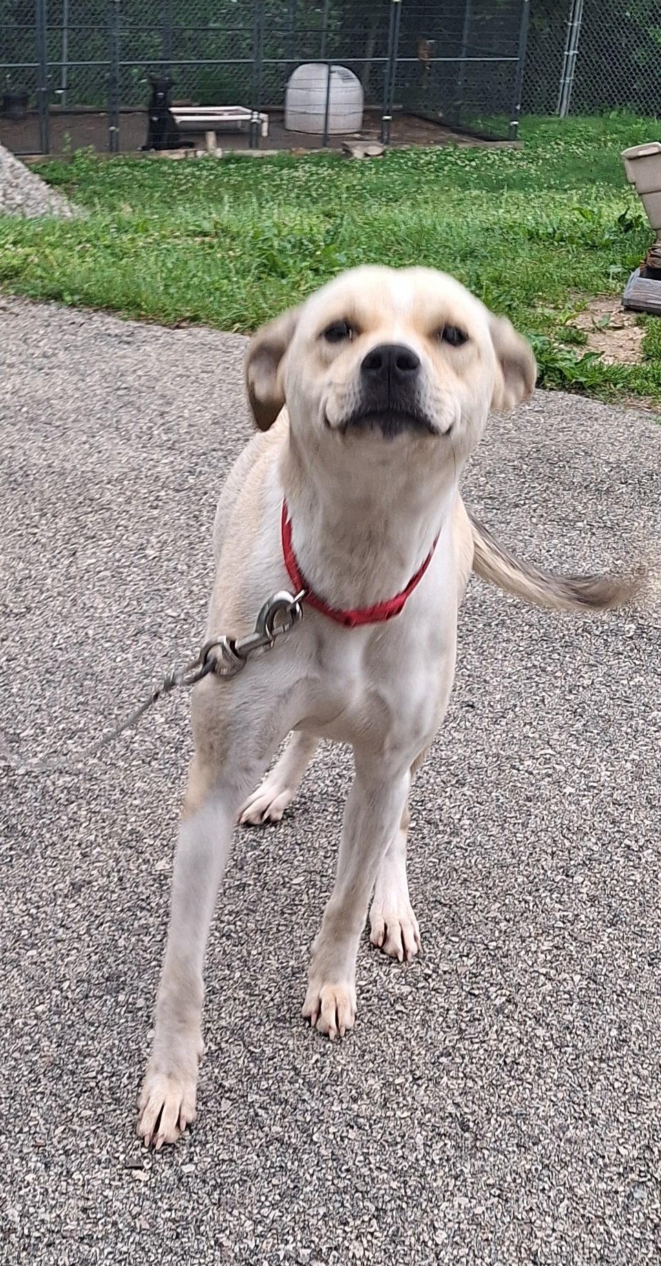 Enlarge Emmy, a ADOPTABLE Mixed Breed in Stanton, KY image 6/6