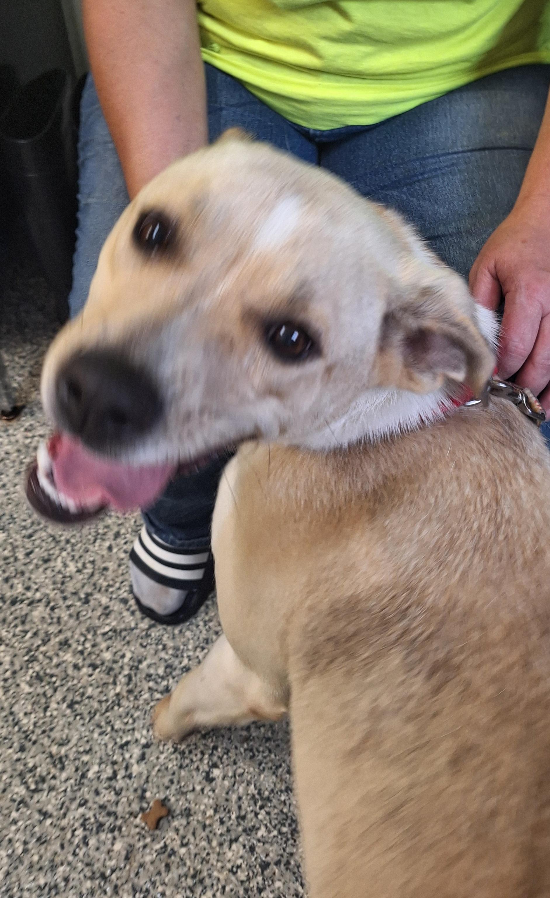 Enlarge Emmy, a ADOPTABLE Mixed Breed in Stanton, KY image 3/6
