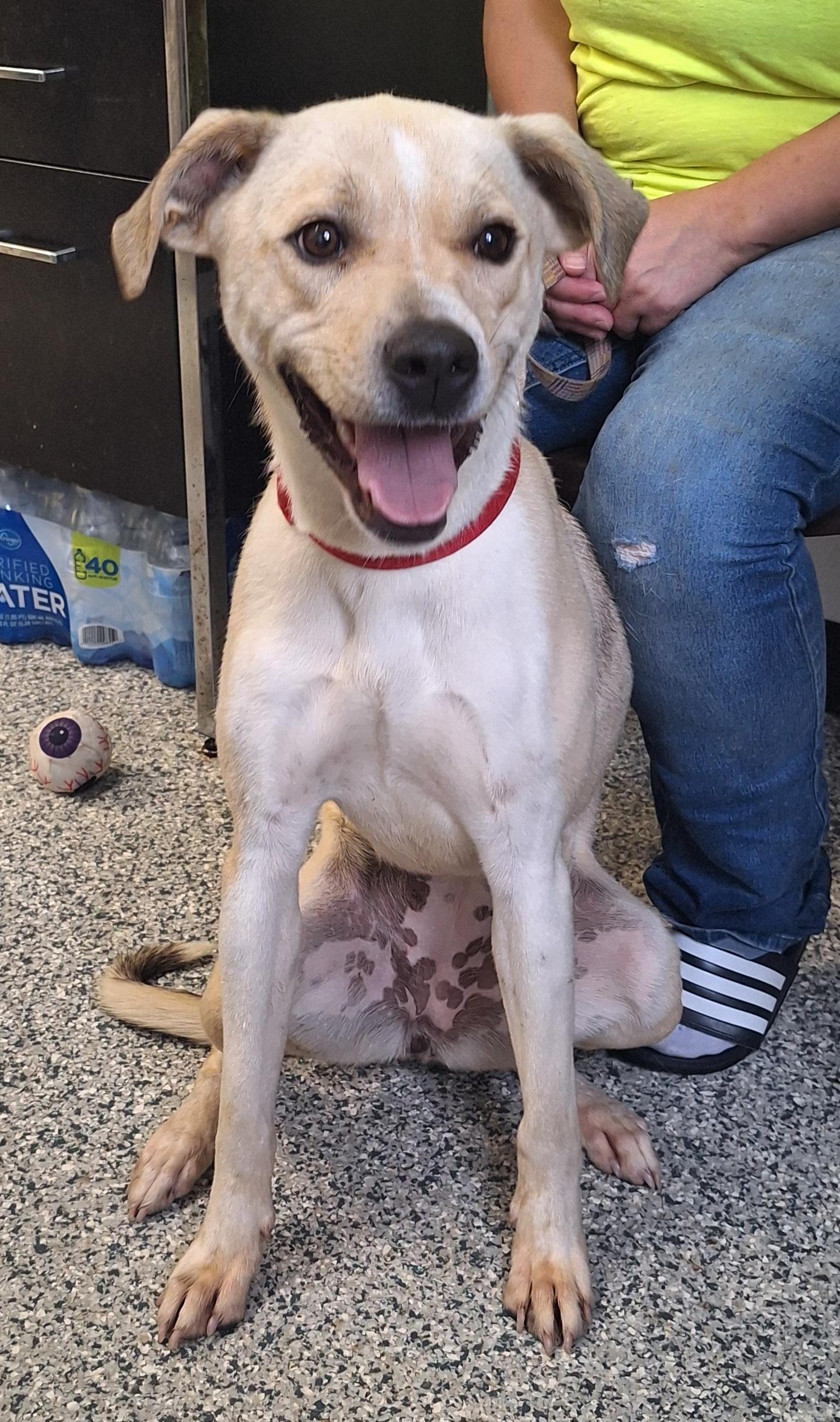 Emmy, ADOPTABLE, Adult Female Mixed Breed.