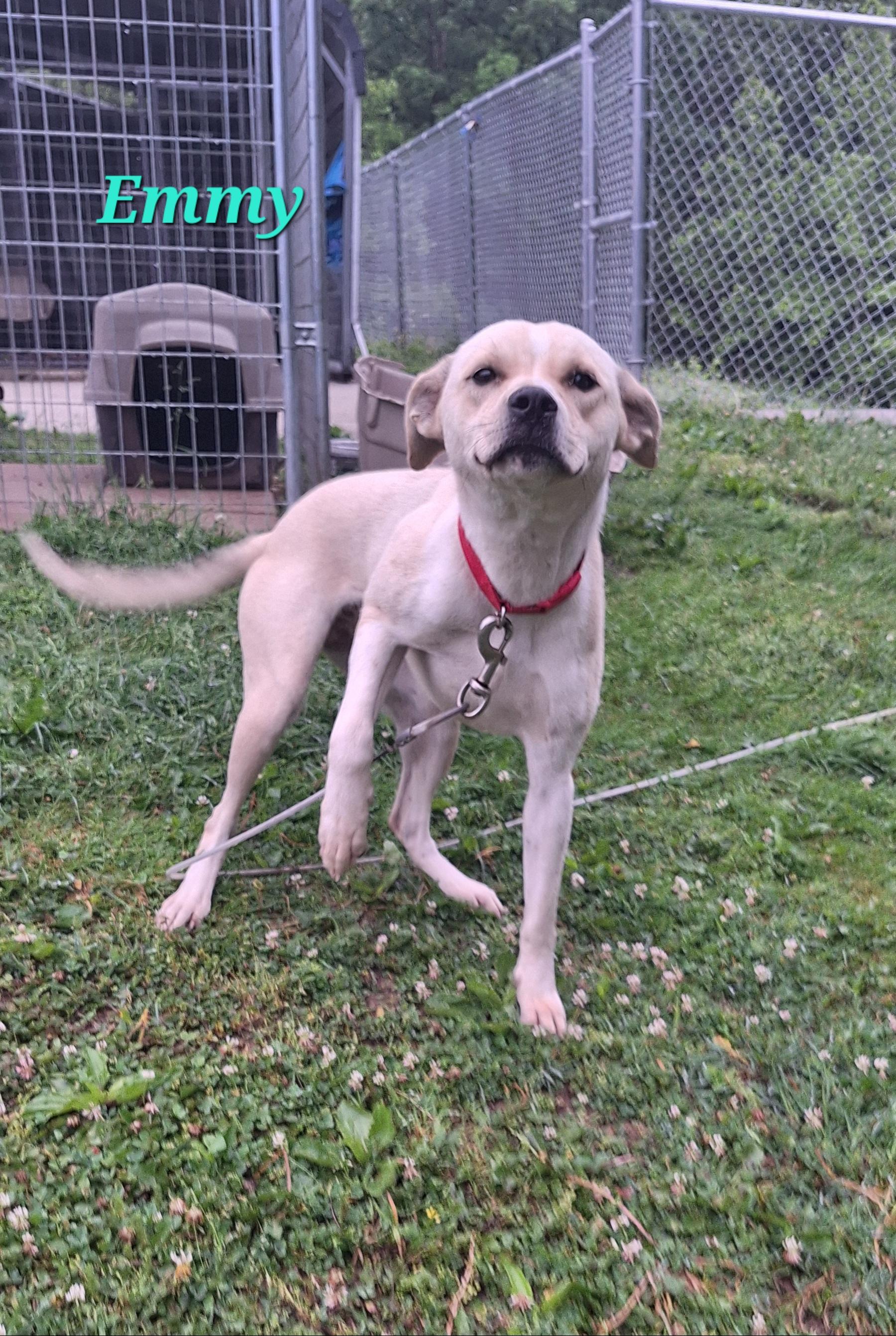 Enlarge Emmy, a ADOPTABLE Mixed Breed in Stanton, KY image 2/6