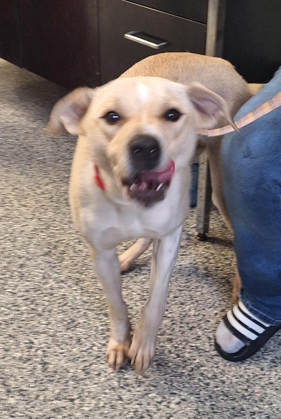 Enlarge Emmy, a ADOPTABLE Mixed Breed in Stanton, KY image 5/6