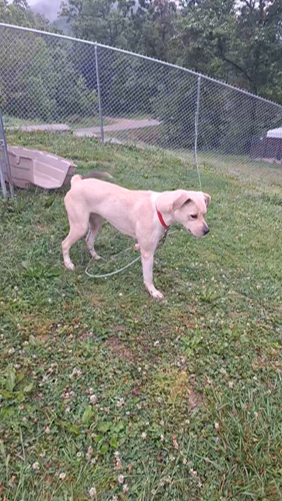 Enlarge Emmy, a ADOPTABLE Mixed Breed in Stanton, KY video 4/6