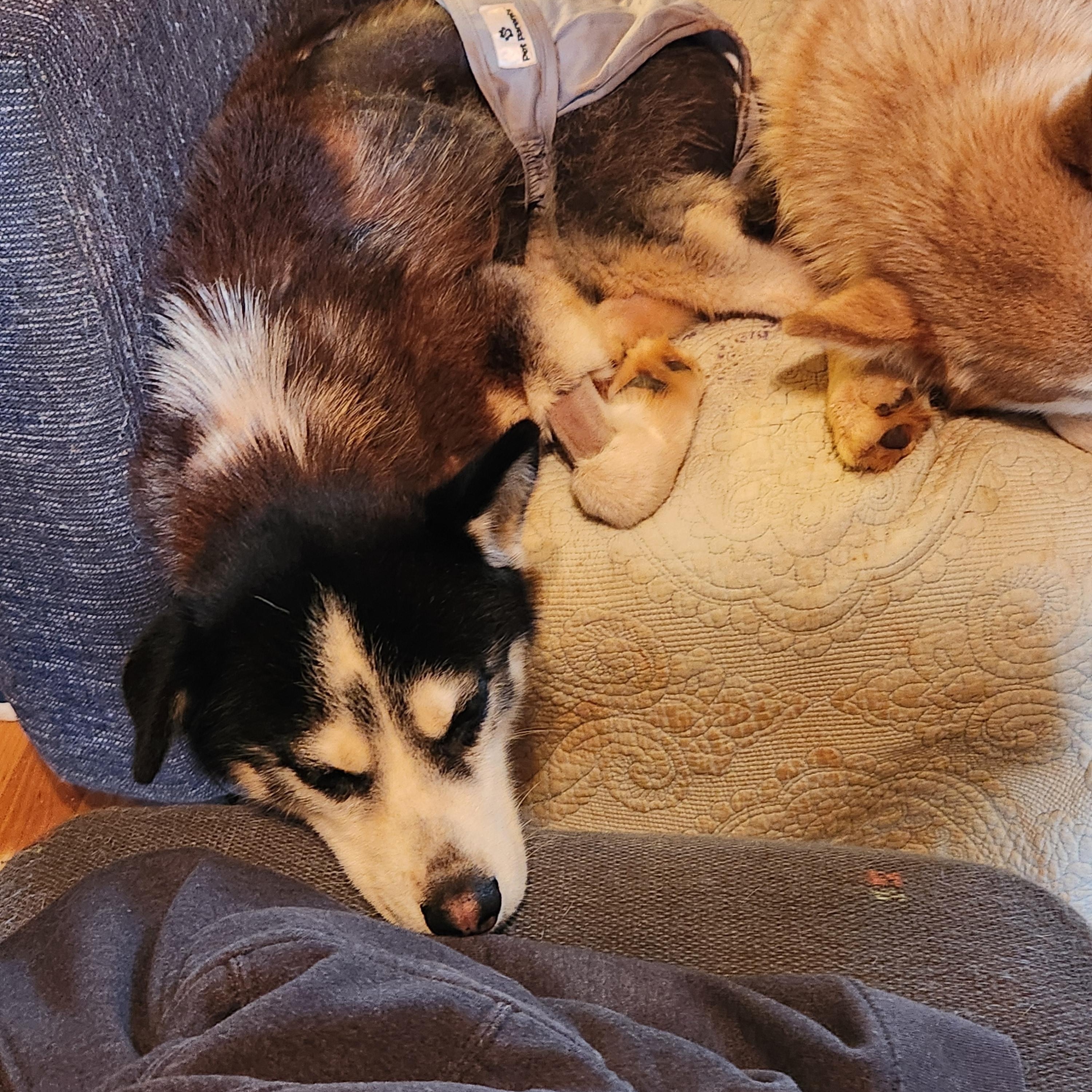 Zia, Adoptable, Young Female Siberian Husky.