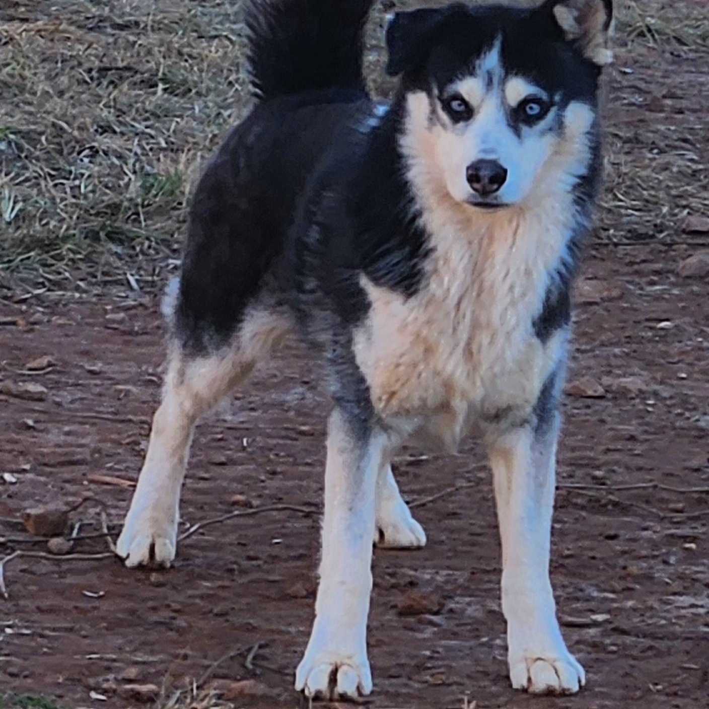 Enlarge Zia, a Adoptable Siberian Husky in Stuart, VA image 3/6