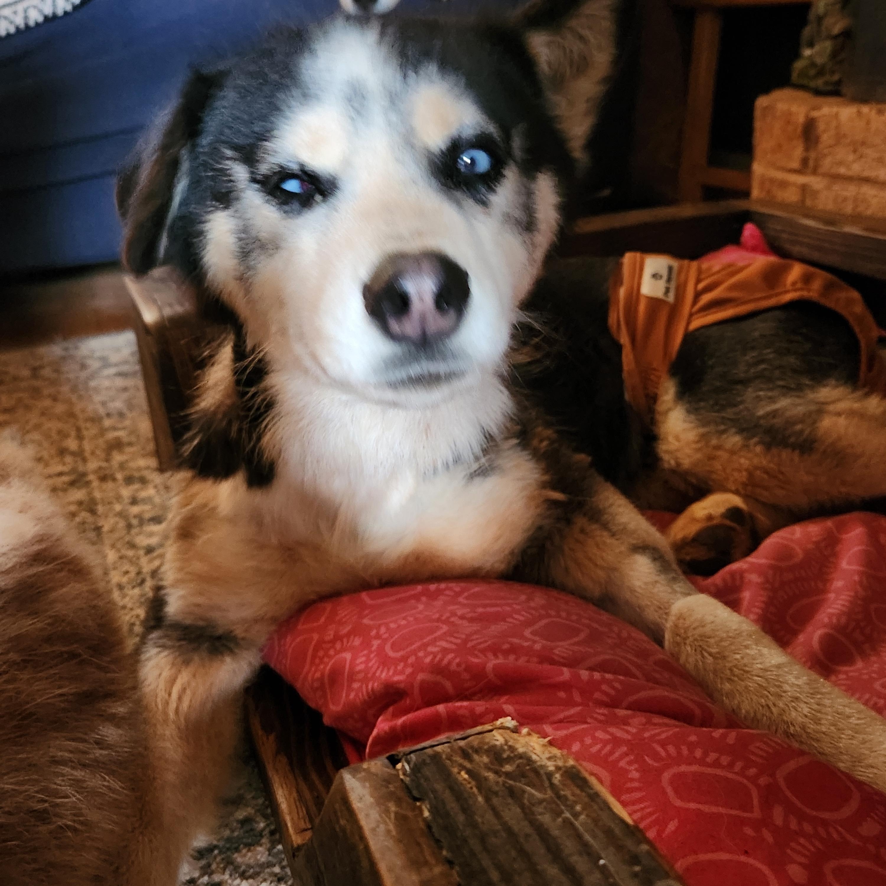 Enlarge Zia, a Adoptable Siberian Husky in Stuart, VA image 5/6