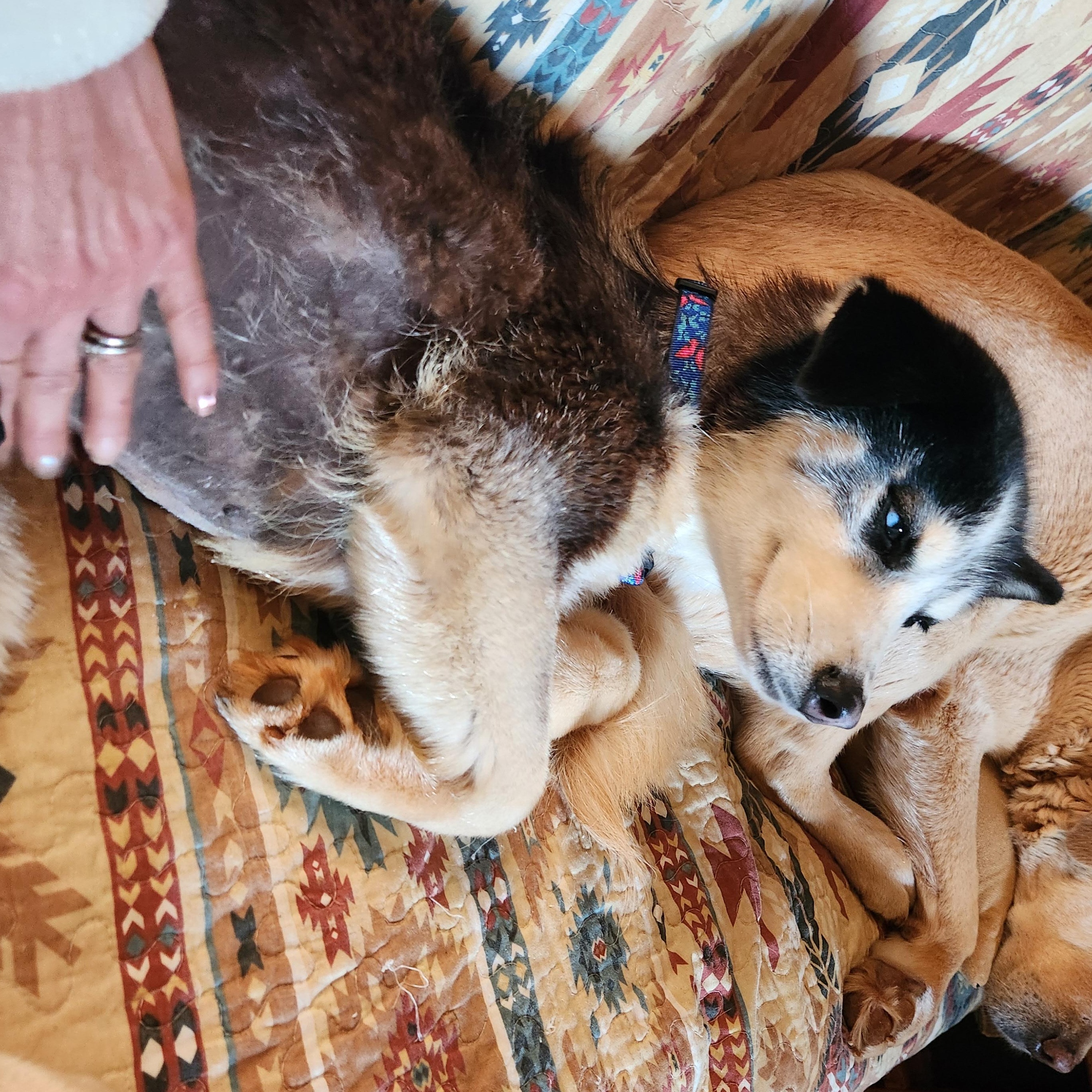 Enlarge Zia, a Adoptable Siberian Husky in Stuart, VA image 6/6