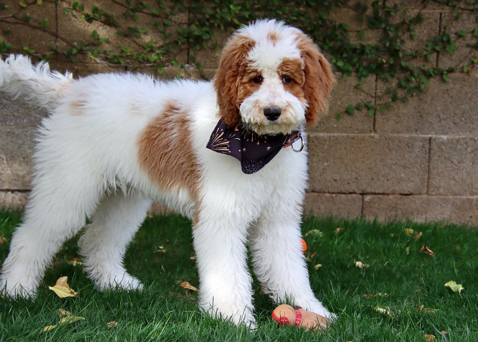 Ava/Summer, Adopted, Puppy Female Golden Retriever & Standard Poodle.