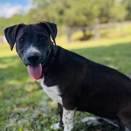 Lauren Bacall, a Adoptable Mixed Breed in Williston, FL image 2/6