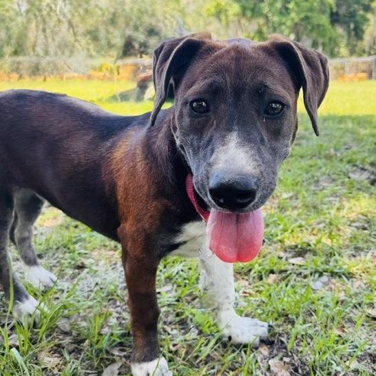 Lauren Bacall, a Adoptable Mixed Breed in Williston, FL image 3/6