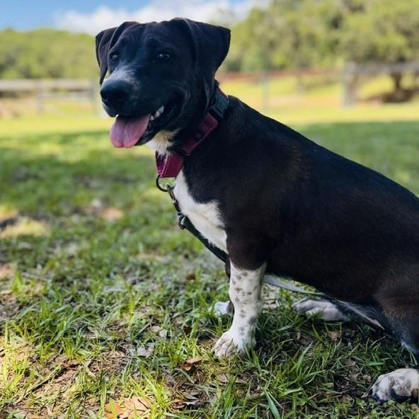 Lauren Bacall, a Adoptable Mixed Breed in Williston, FL image 4/6