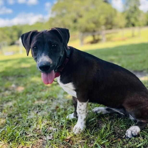 Lauren Bacall, a Adoptable Mixed Breed in Williston, FL image 5/6