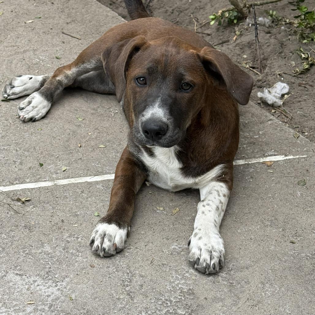 Enlarge Lauren Bacall, a Adoptable Mixed Breed in Williston, FL image 2/2