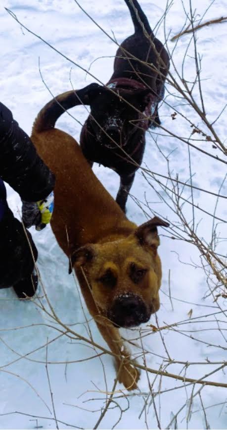 Enlarge Apollo, a Adoptable mixed breed in Detroit, MI image 1/6