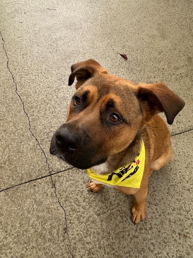 Enlarge Apollo, a Adoptable mixed breed in Detroit, MI image 3/6