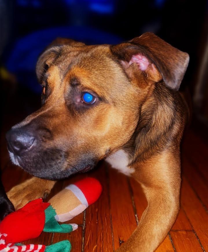 Enlarge Apollo, a Adoptable mixed breed in Detroit, MI image 4/6