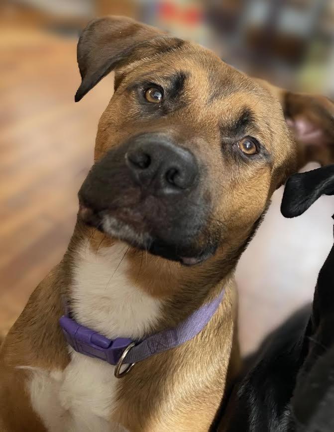 Enlarge Apollo, a Adoptable mixed breed in Detroit, MI image 6/6