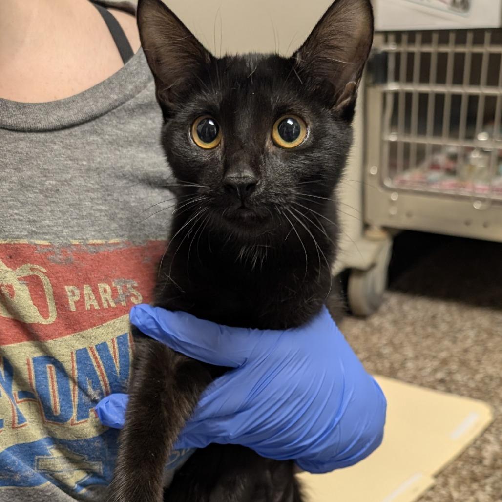 Ash, Adoptable, Kitten Female Domestic Short Hair.