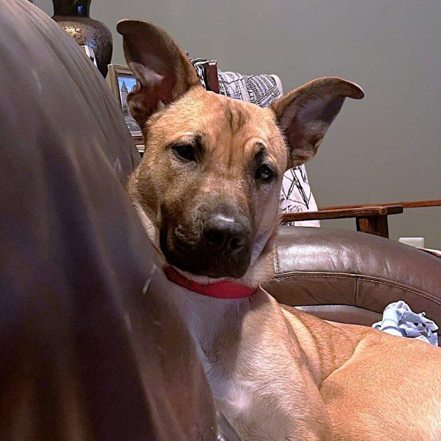 Chalupa, a ADOPTABLE mixed breed in Rensselaer, NY image 2/3