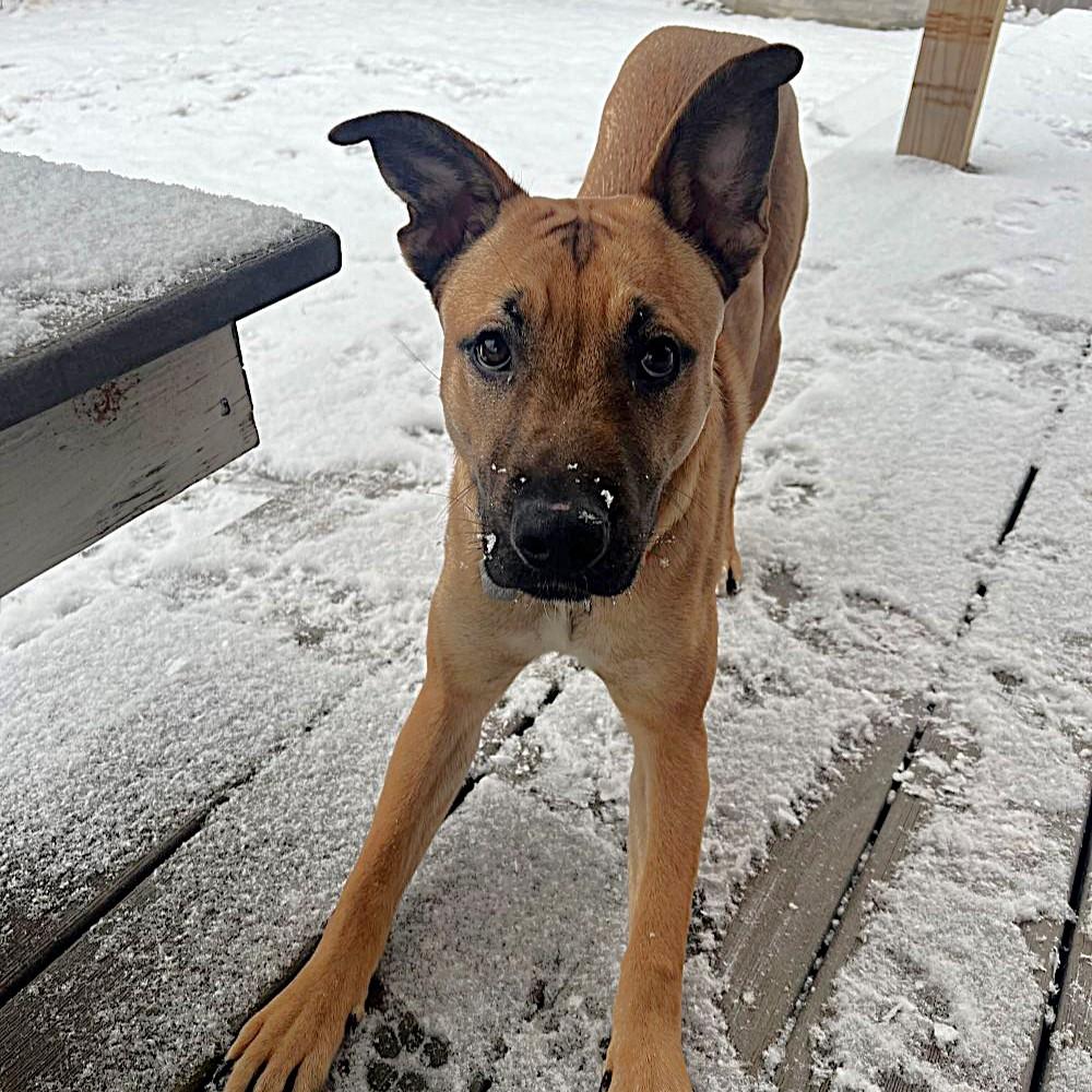 Chalupa, a ADOPTABLE mixed breed in Rensselaer, NY image 1/3