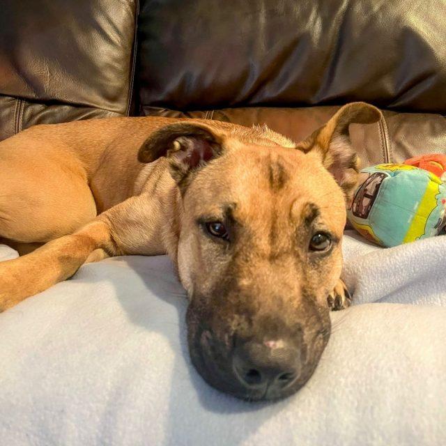 Chalupa, a ADOPTABLE mixed breed in Rensselaer, NY image 3/3