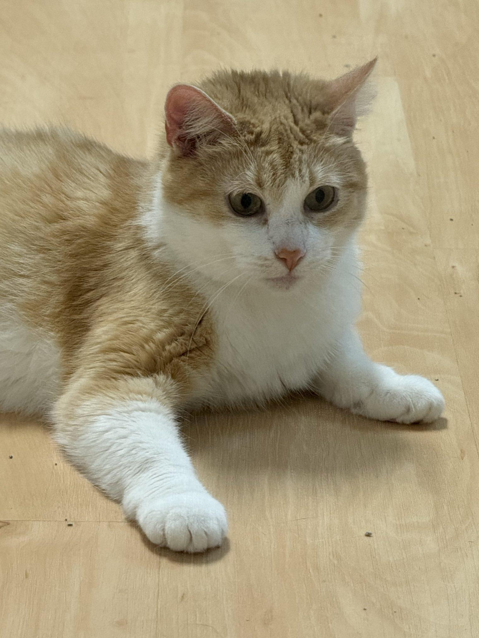 Pepper and Nacho, Adoptable, Adult Female Domestic Short Hair.