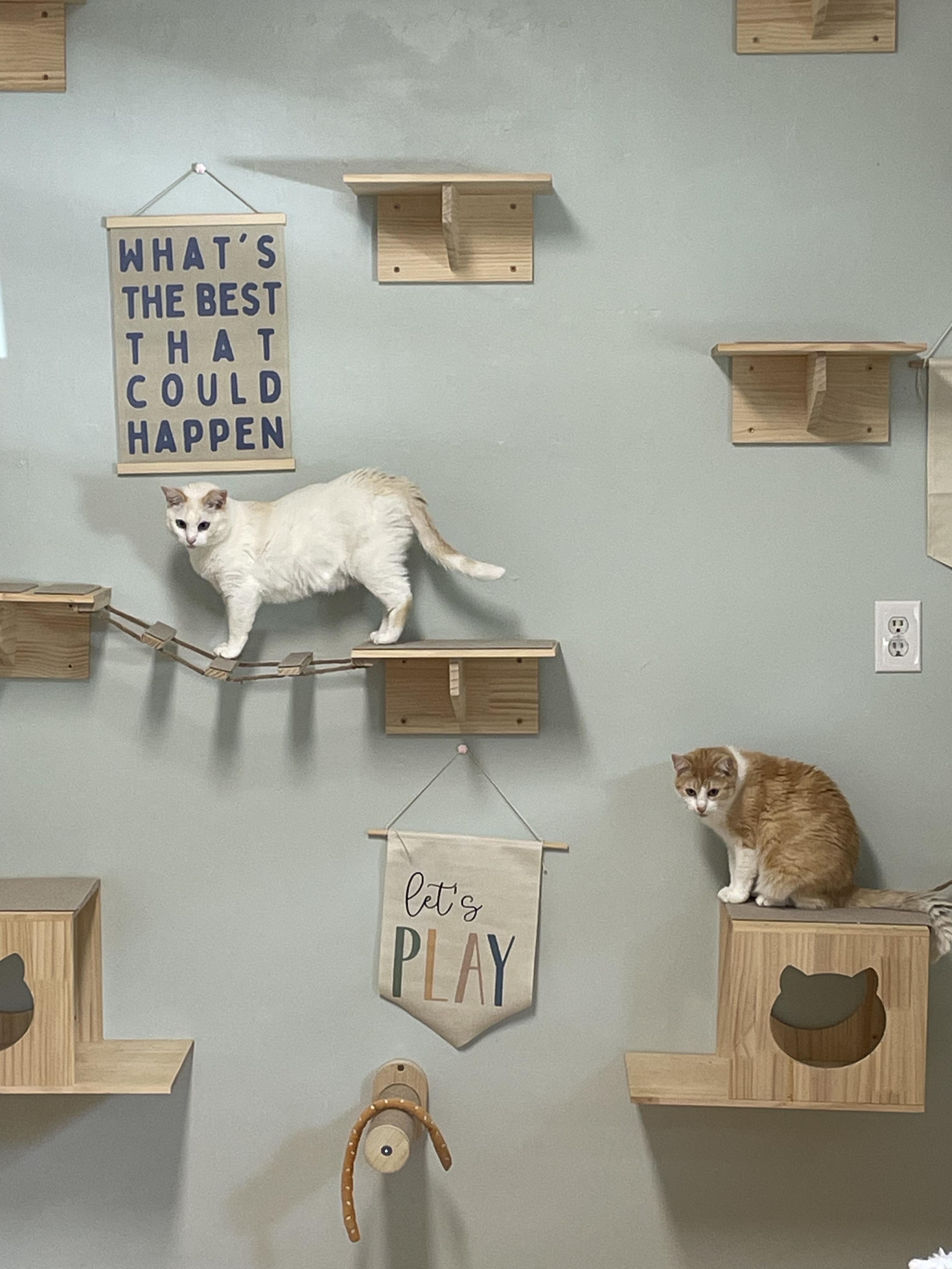 Enlarge Pepper and Nacho, a Adoptable Domestic Short Hair in Suffolk, VA image 3/3